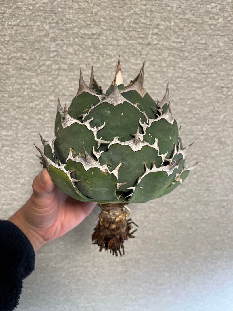 【コレクション株】ノーネーム　ボールタイプ　アガベ