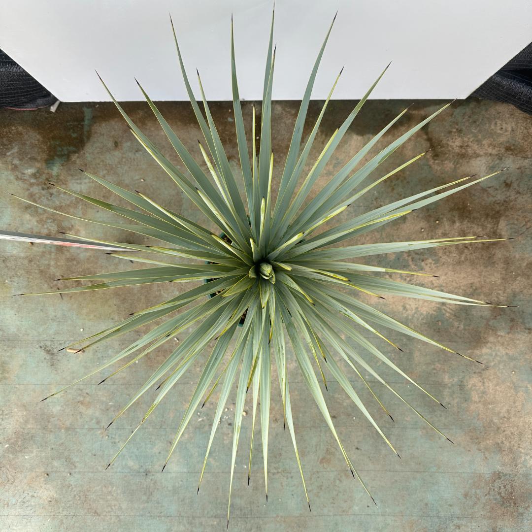 ユッカ　ロストラータ【21-403】シルバーブルー