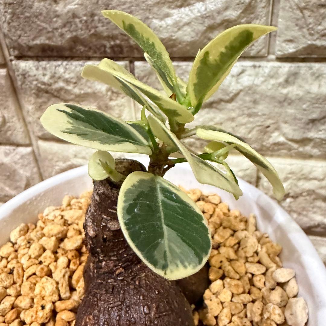 美株 将来有望 パンダガジュマル斑入り 接木株/親株クラス/葉数多/新芽複数