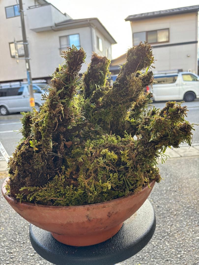 NO１６ イワヒバ(岩松） 30年物 静岡県玉川産 激安の投売り大特価