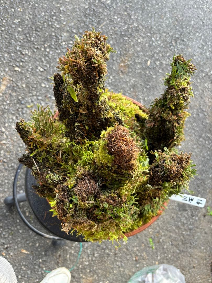 NO１６ イワヒバ(岩松） 30年物 静岡県玉川産 激安の投売り大特価