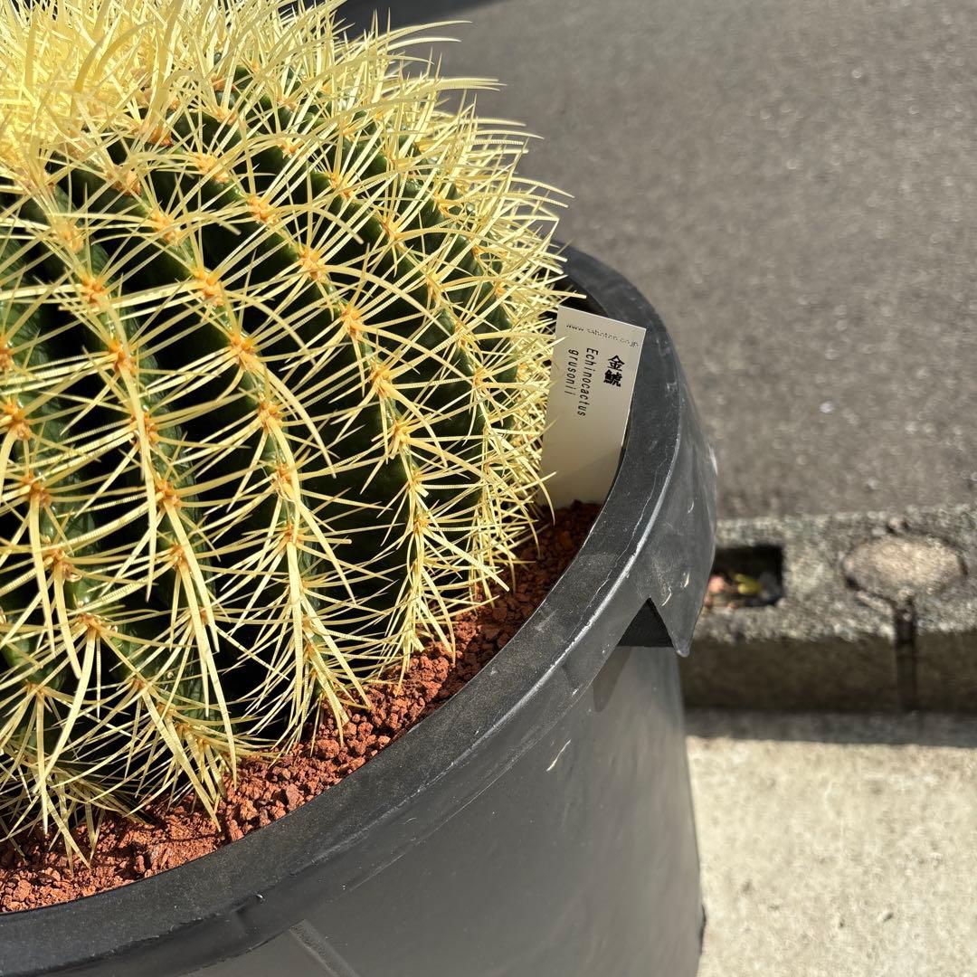 厳選　特特大　金鯱サボテン　キンシャチ　12号サイズ