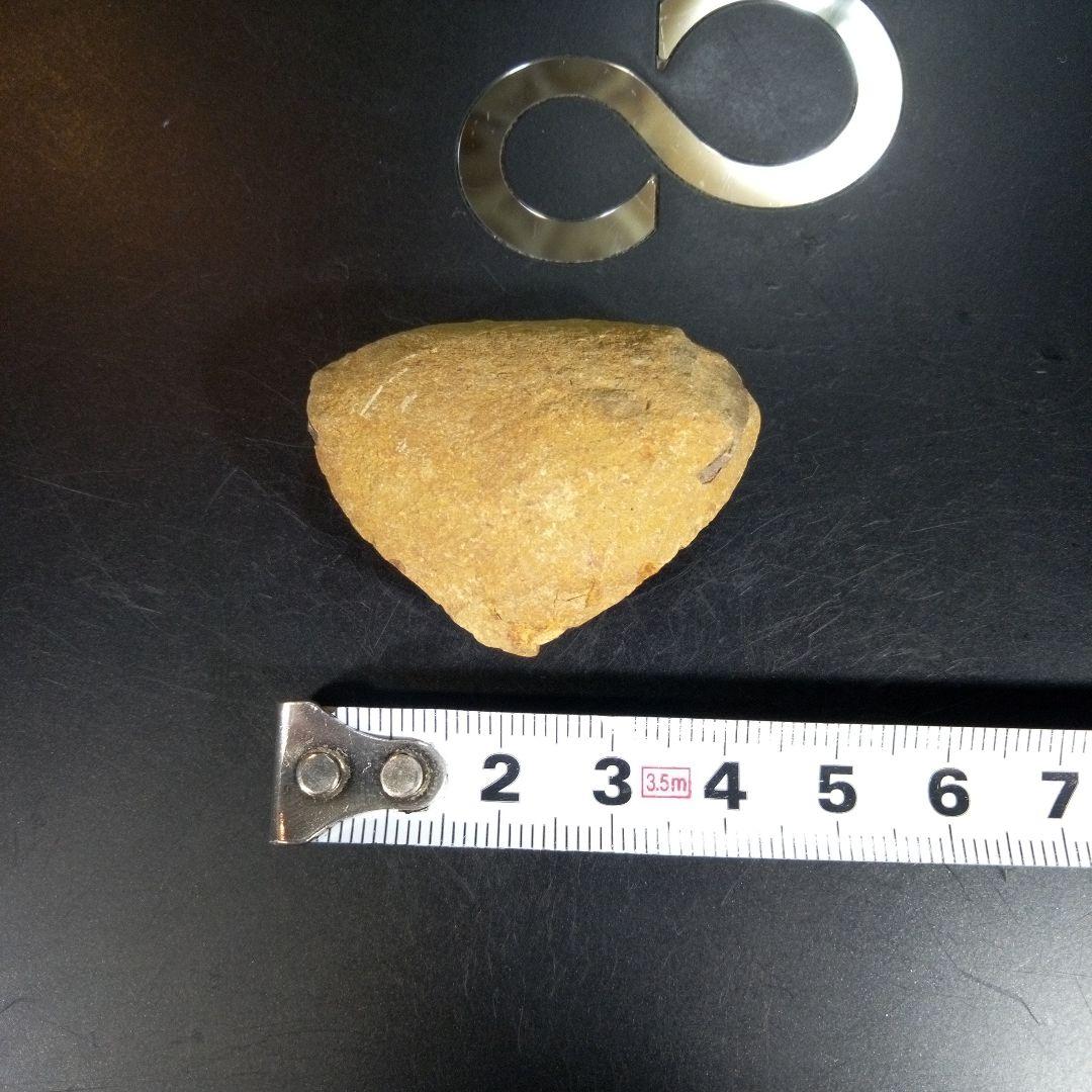 三葉虫　化石　fossil　ボリビア産　trilobite　ボリビア三葉虫郡②