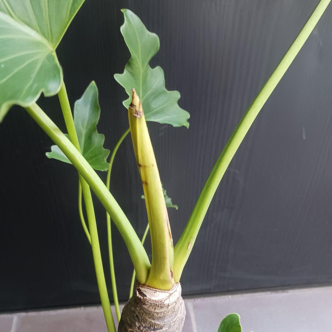 10 セローム　6号　幹上がり　幹立ち　八丈島産