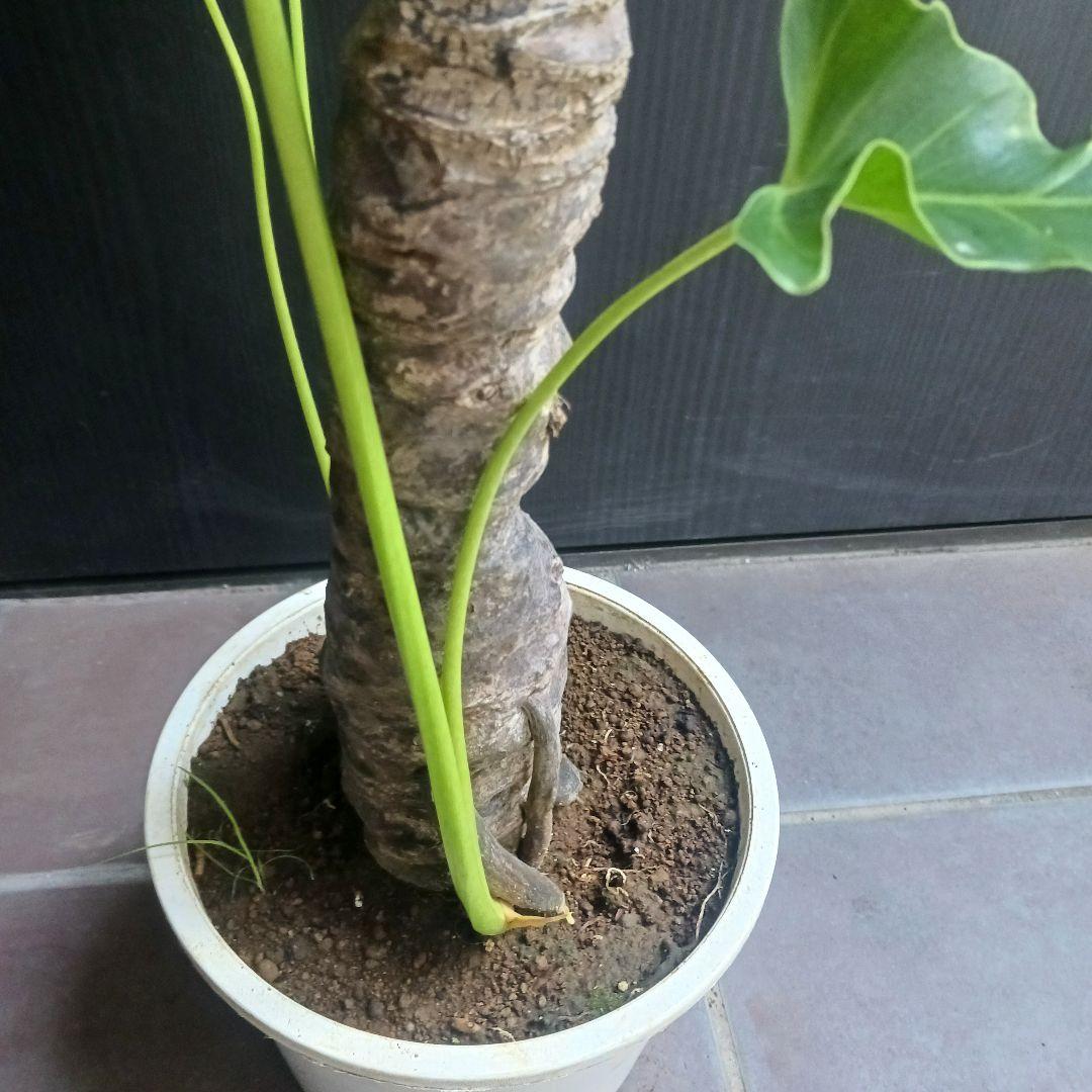 10 セローム　6号　幹上がり　幹立ち　八丈島産