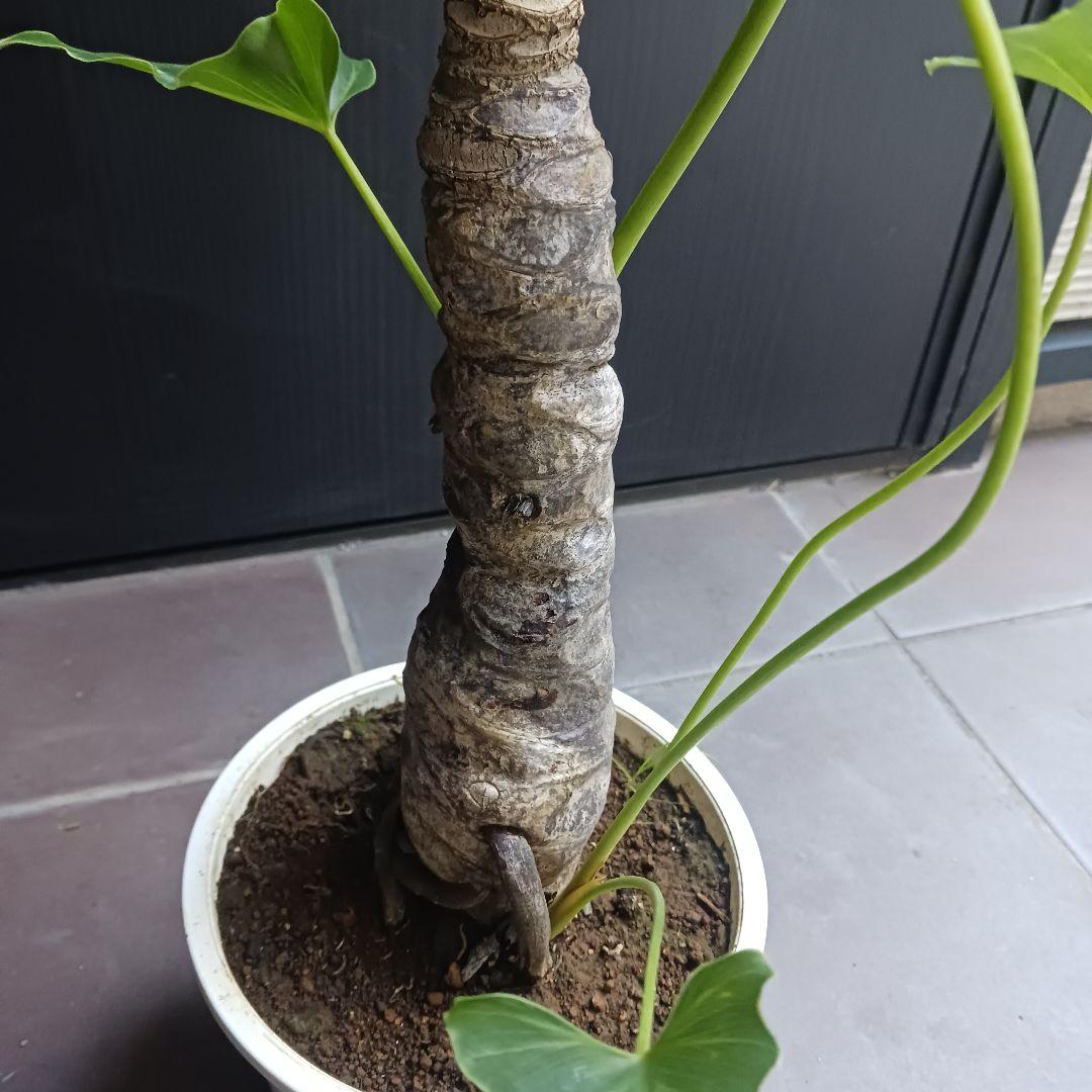 10 セローム　6号　幹上がり　幹立ち　八丈島産