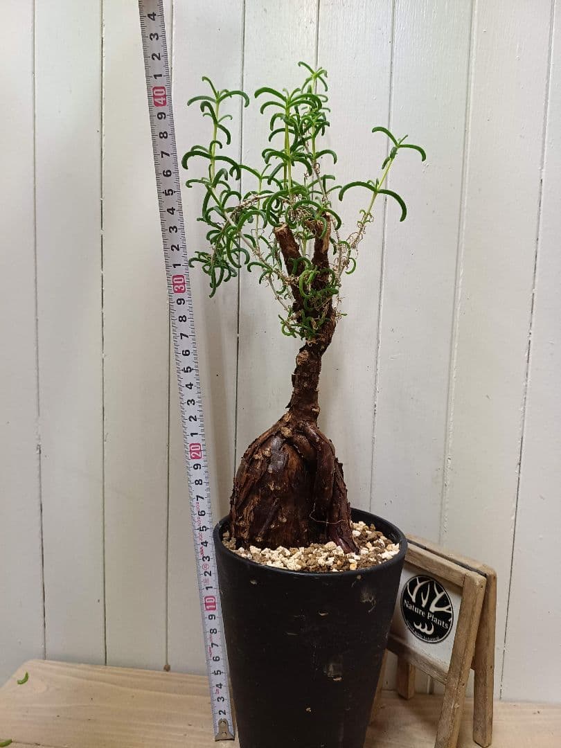 L073 超希少種発根済み メストクレマ ツベローサム 養生株