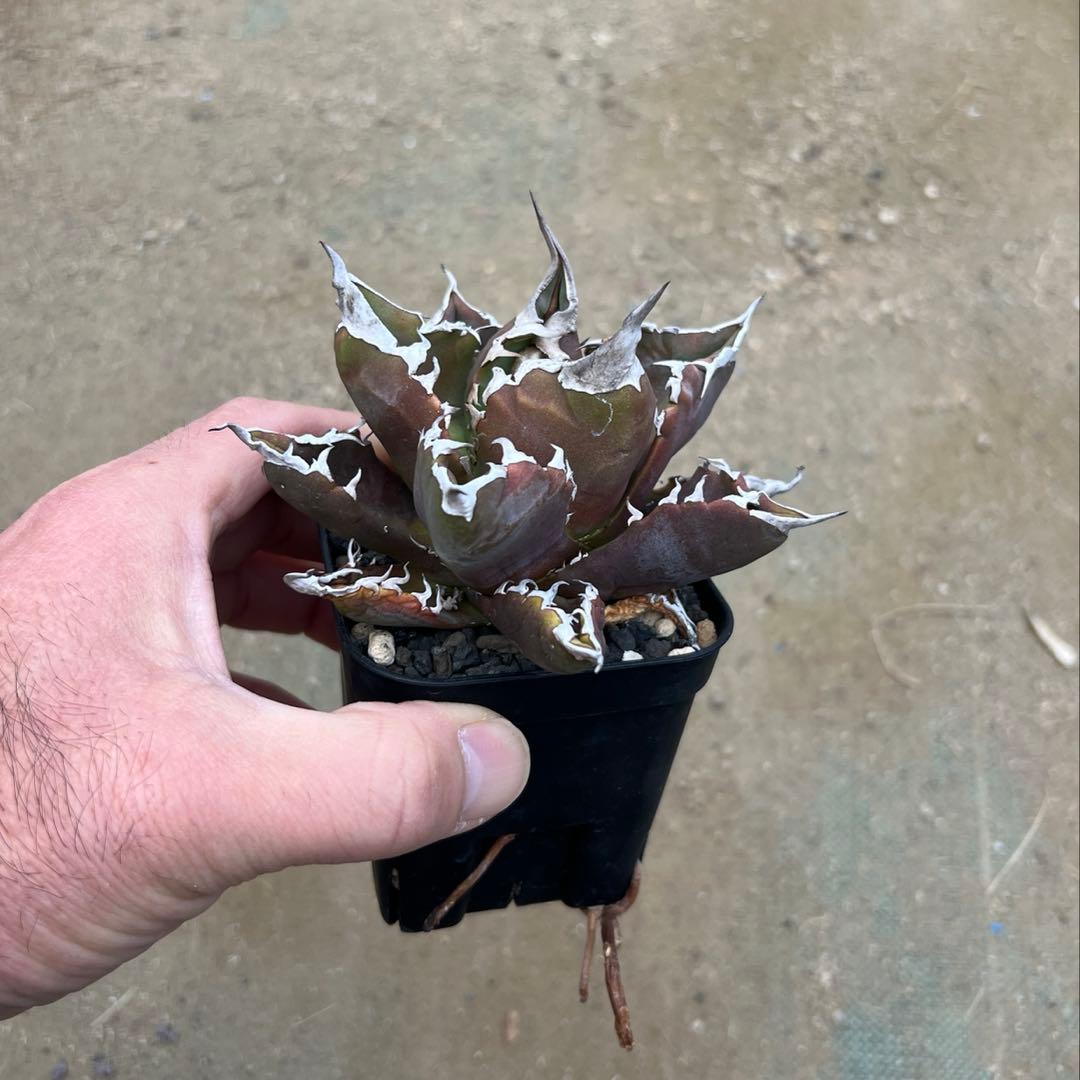 アガベ チタノタ　白火焔　活着済