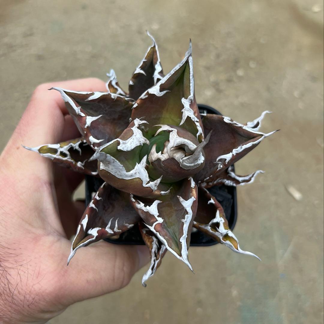 アガベ チタノタ　白火焔　活着済