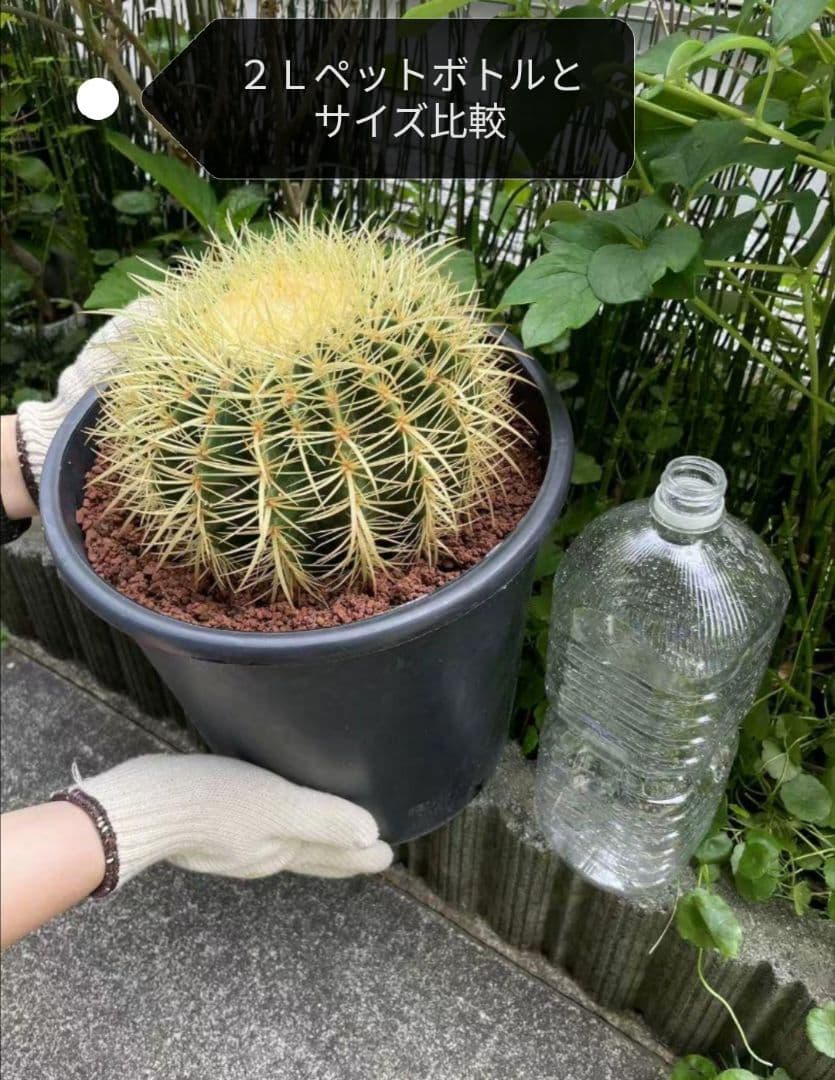 金鯱 サボテン キンシャチ 8号 ロックガーデン 逸品 エキノカクタス 観葉植物