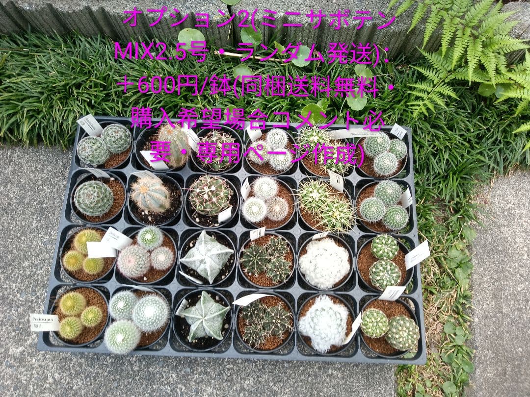 金鯱 サボテン キンシャチ 8号 ロックガーデン 逸品 エキノカクタス 観葉植物