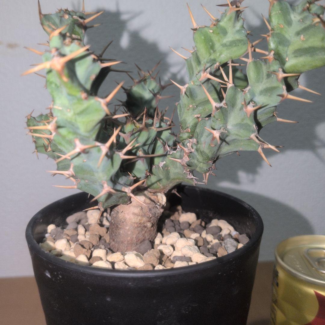 ユーフォルビア　クラビゲラ　実生株 （鉢付き)