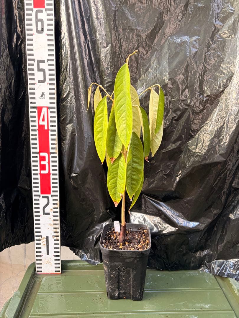 ドリアンレア品種苗 Durio macrantha Dwarf Type DD2
