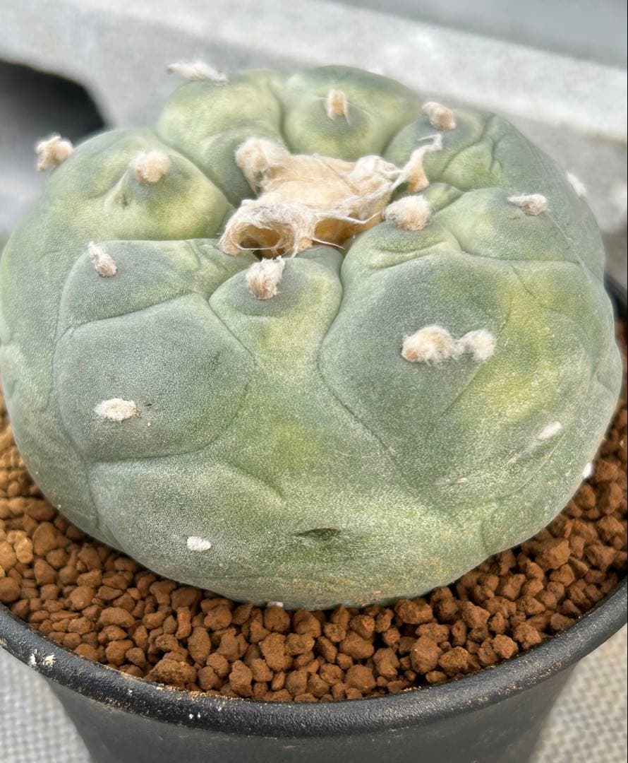 ロフォフォラ　疣銀冠玉錦　美株