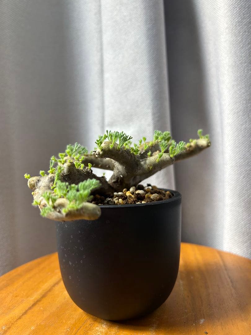 良型発根済サルコカウロン ムルチフィズム モンソニア ムルチフィダ パキプス