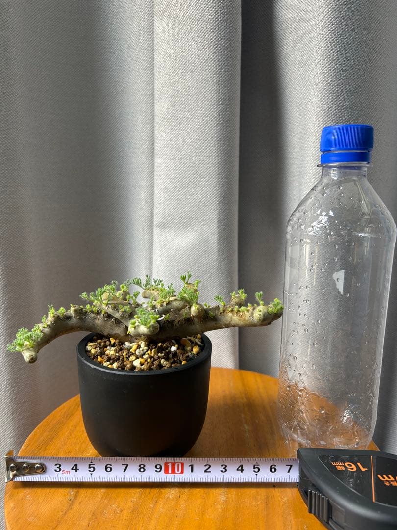 良型発根済サルコカウロン ムルチフィズム モンソニア ムルチフィダ パキプス