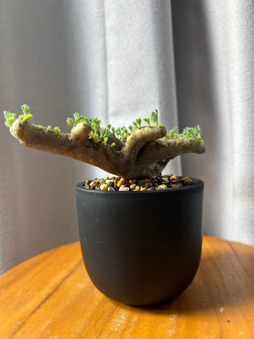 良型発根済サルコカウロン ムルチフィズム モンソニア ムルチフィダ パキプス