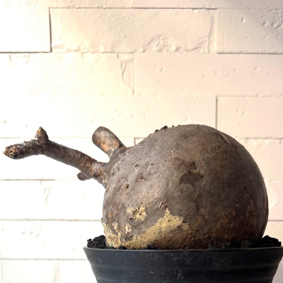 【紋次郎】PG40 パキポディウム グラキリス 発根済 現地株