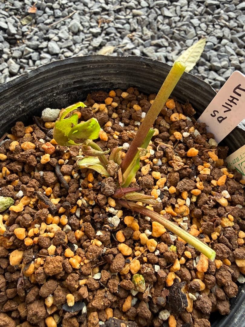 クリスマスローズ　吉田園芸ピエラセミダブル　未株分け