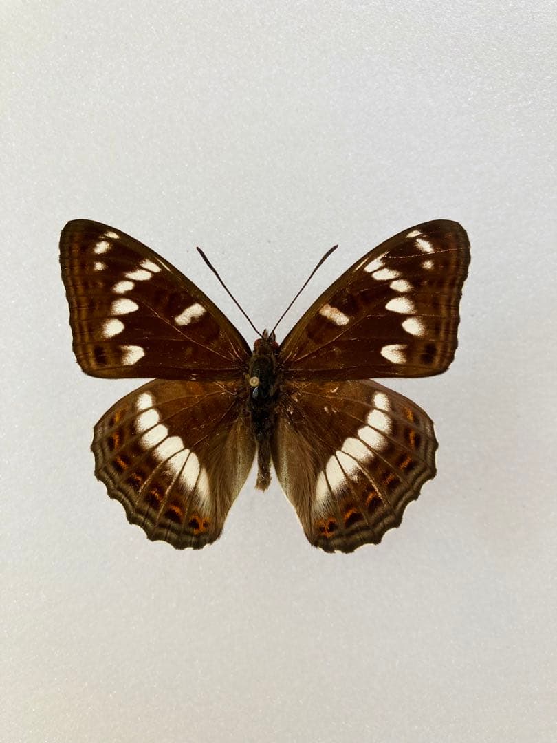 オオイチモンジ（1ペア　ロシア極東産）