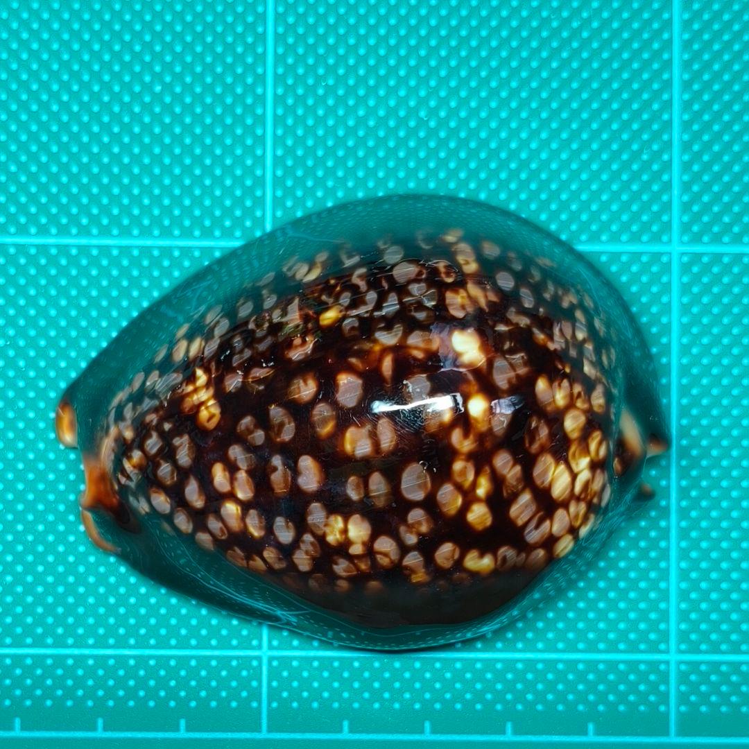 【沖縄産・大型】タカラガイ