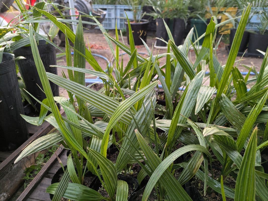 なるべく元気なのだけ選びました。カナリーヤシ50株