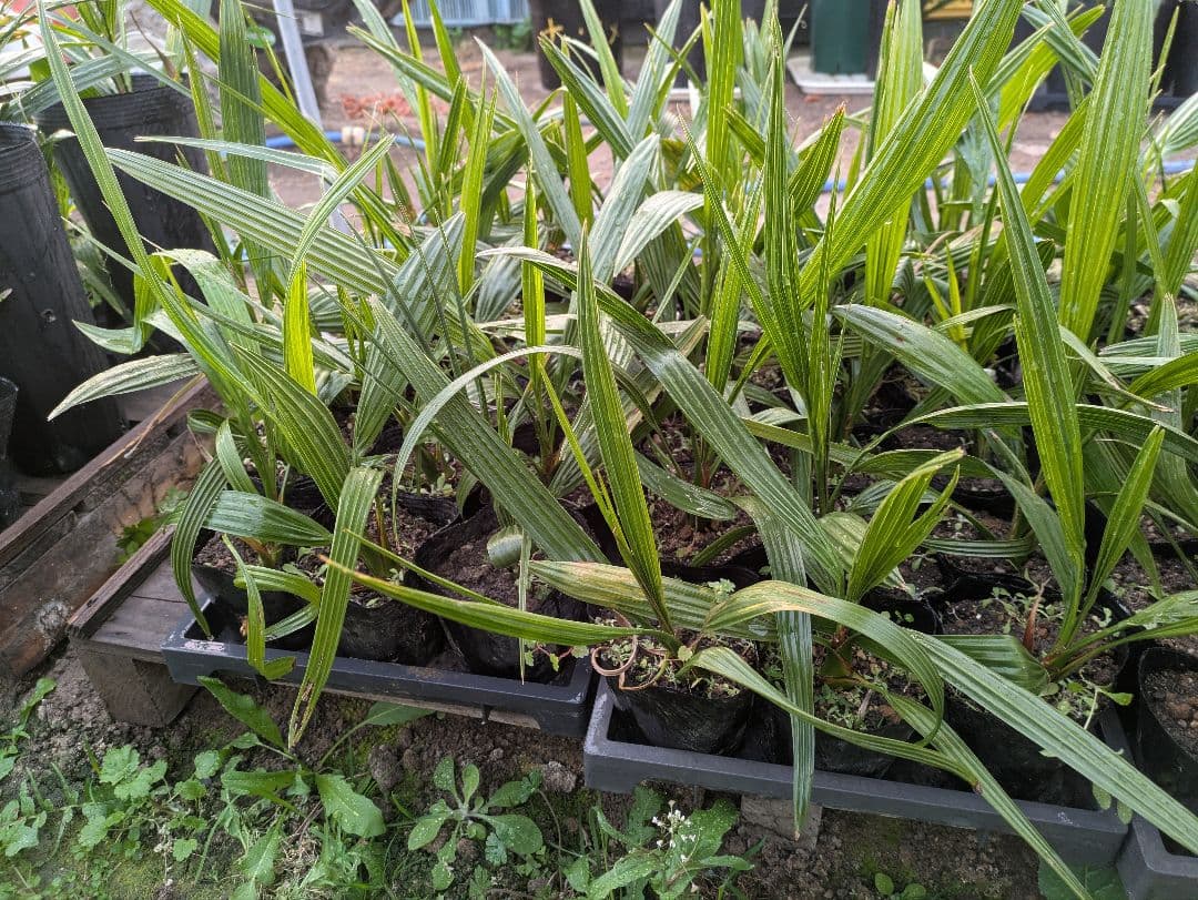 なるべく元気なのだけ選びました。カナリーヤシ50株