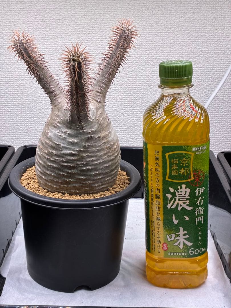 【鉢ごと発送】パキポディウム グラキリス 現地球 発根済み