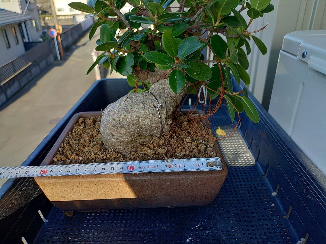 パンダガジュマル盆栽 メルカリ便