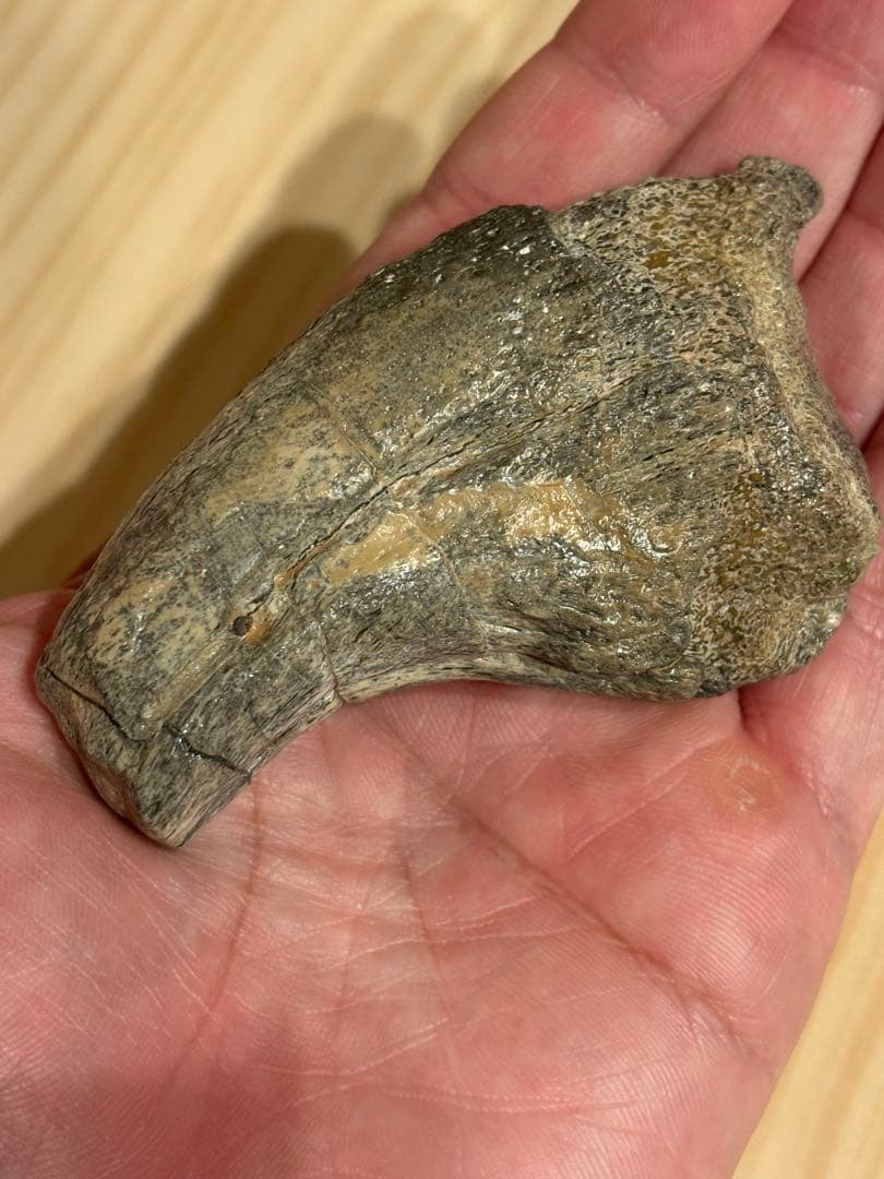 オススメ　補修なし　スコミムスのハンドクロウ　化石　恐竜