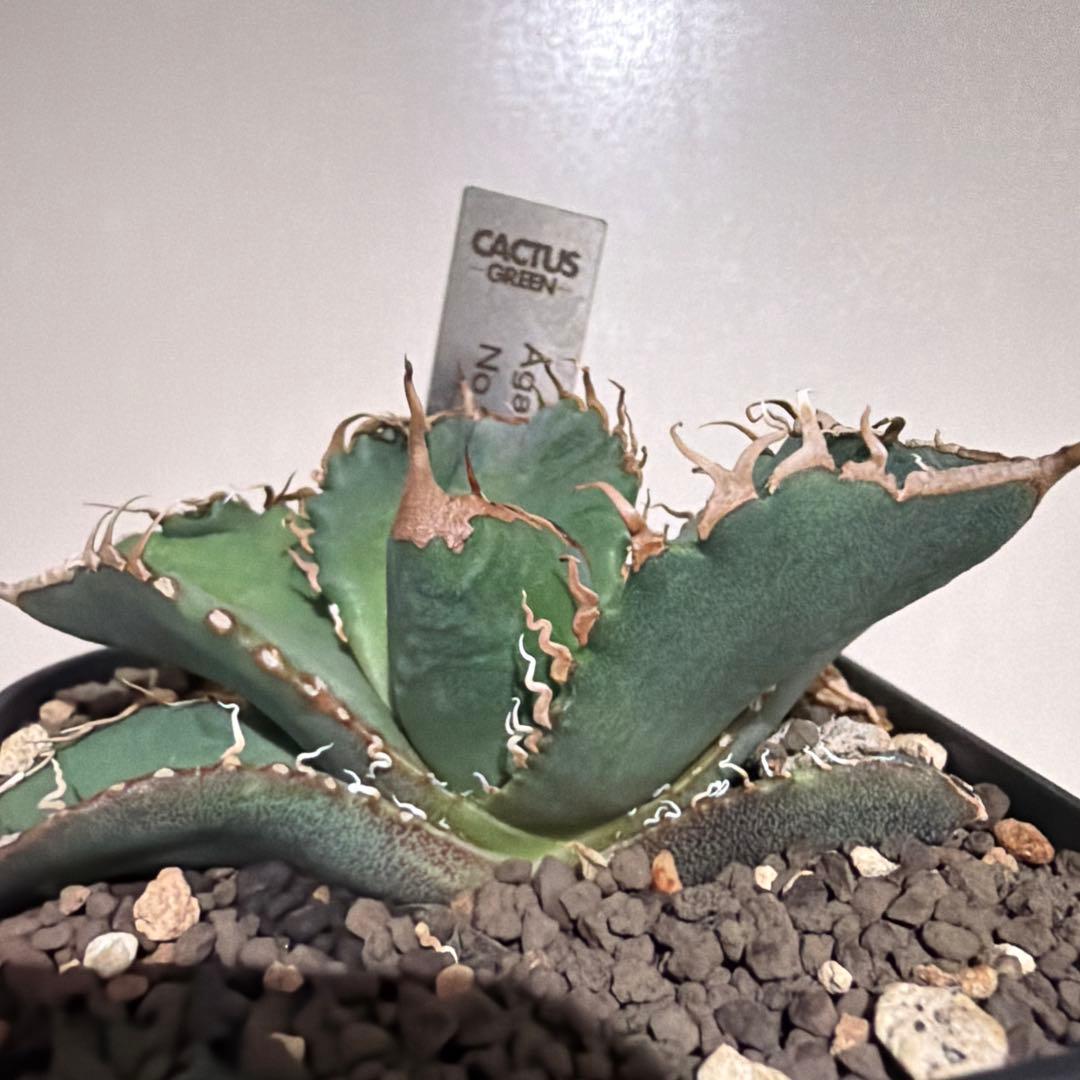 アガベ スーパーチタノタ 悪魔 cactus green 発根済み スパチタ