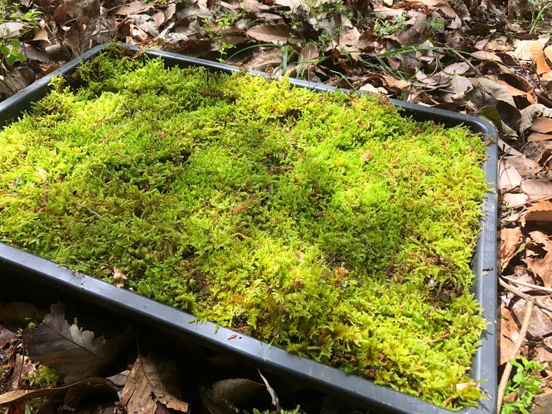 ハイゴケ　10枚 送料込み　11,000 円40㎝✖︎30㎝