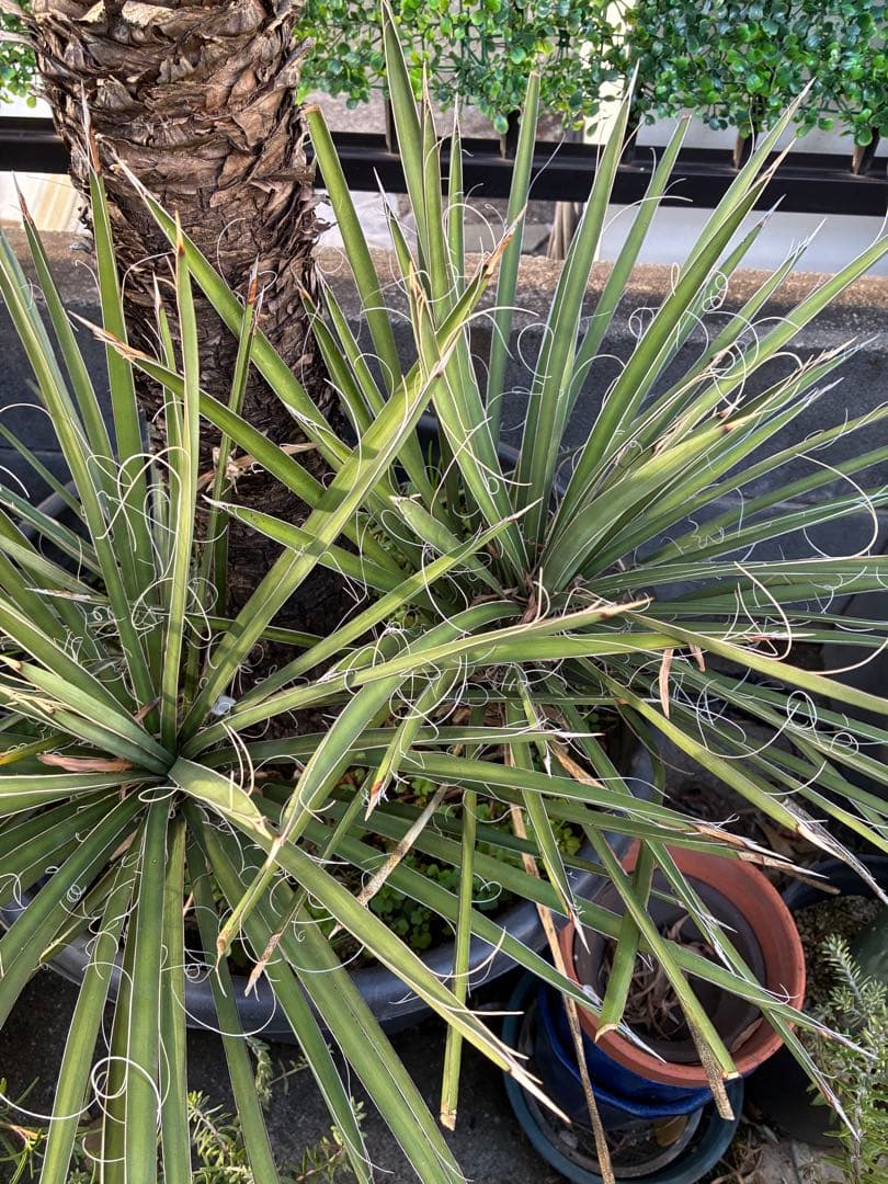 【直接取引限定】 ユッカ・フィリフェラ　子株付き　ドライ系