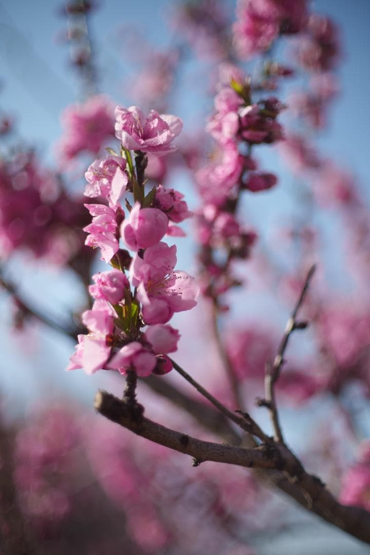 8枚玉！Super-Takumar 50mm f1.4 前期 オールドレンズ