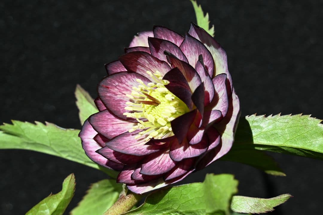 クリスマスローズ　ddバイカラーグレープ　加藤農園