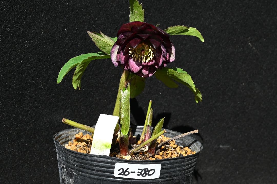 クリスマスローズ　ddバイカラーグレープ　加藤農園