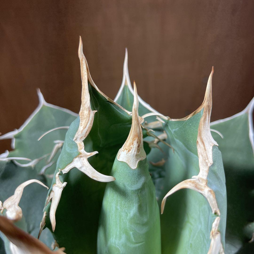 アガベ　チタノタ【白鯨】イラン輸入株　特大　強刺