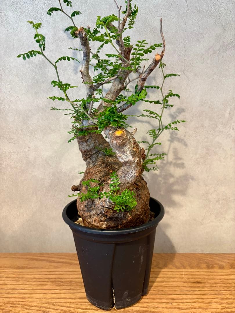 【饅頭型】オペルクリカリア　パキプス　発根済み　饅頭型　丸型　みやび鉢　小野瀬一