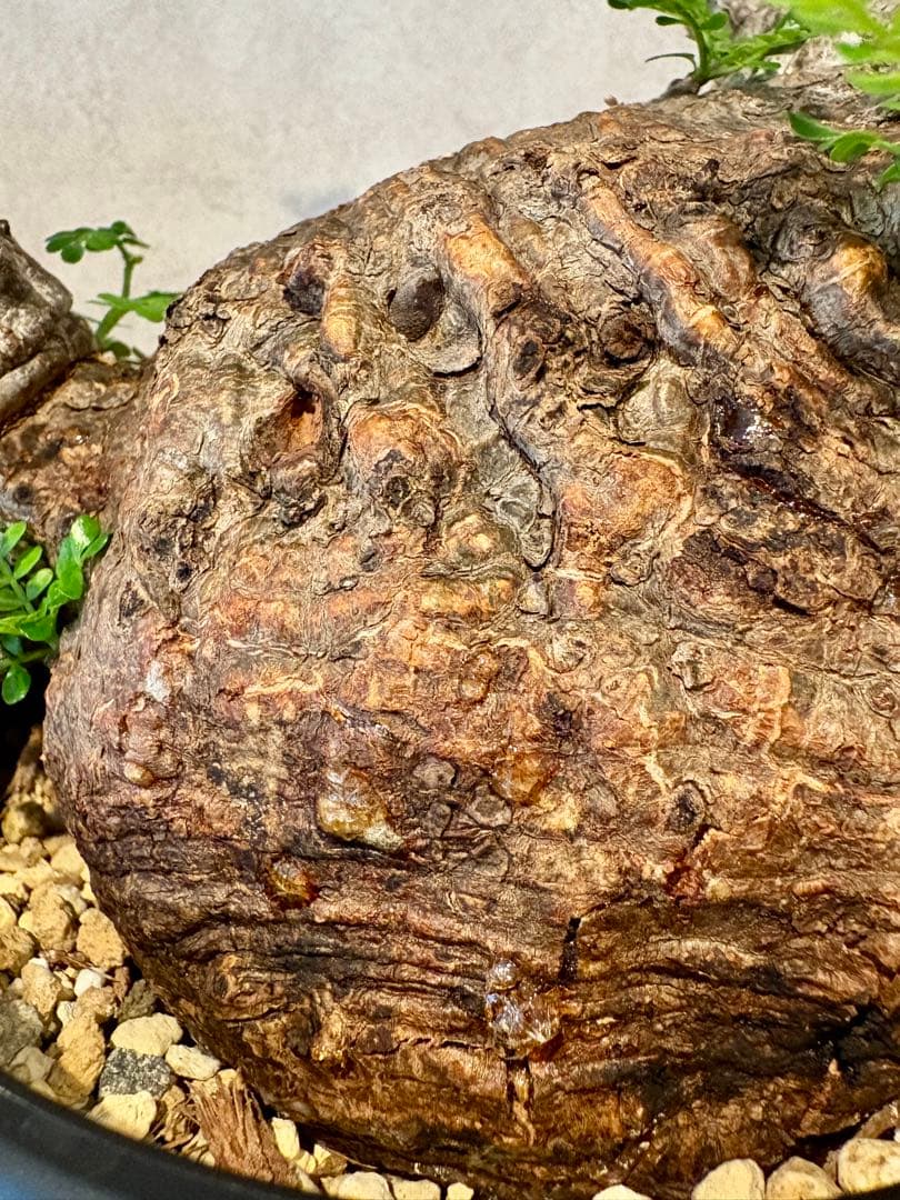 【饅頭型】オペルクリカリア　パキプス　発根済み　饅頭型　丸型　みやび鉢　小野瀬一