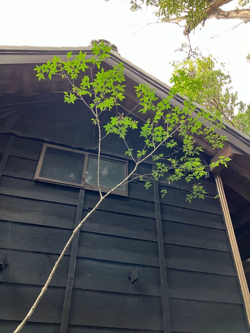 73 山採り　アオダモ