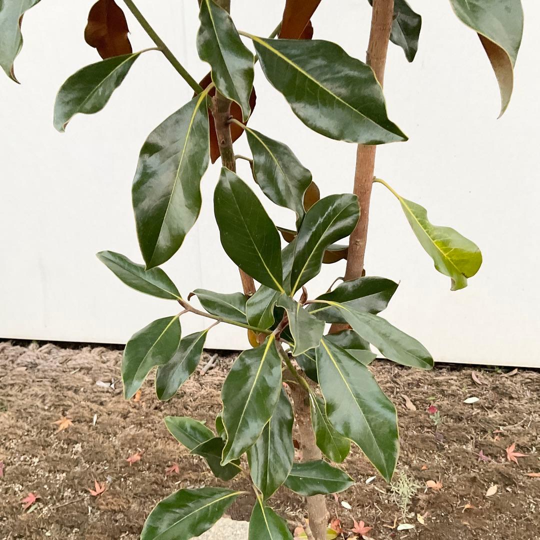 猫山さん専用　タイサンボク　ケイパレス/ 949