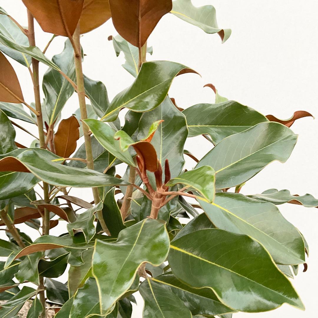 猫山さん専用　タイサンボク　ケイパレス/ 949