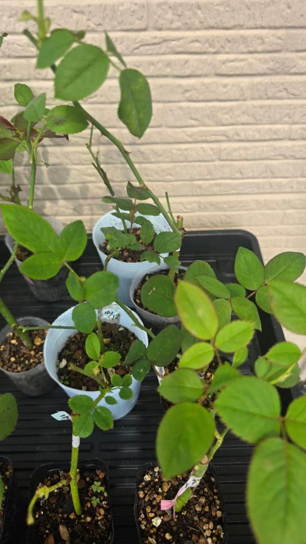 Beaniebaby様♡ご予約　バラ苗