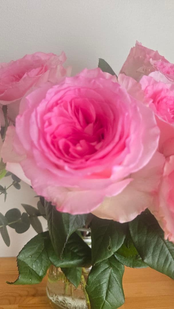 Beaniebaby様♡ご予約　バラ苗