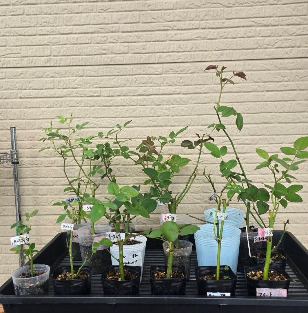 Beaniebaby様♡ご予約　バラ苗