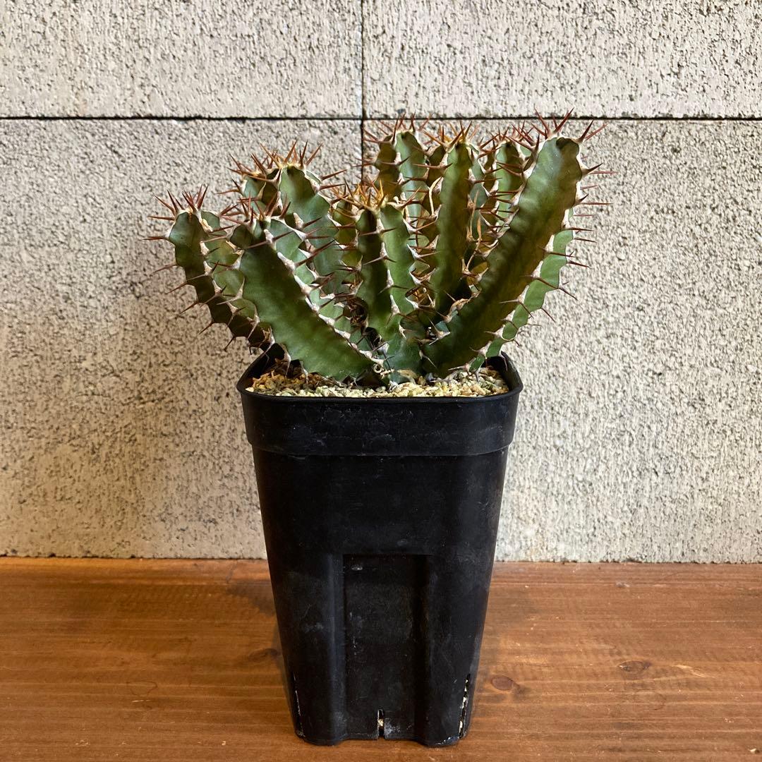 ユーフォルビア ムランジーナ 実生