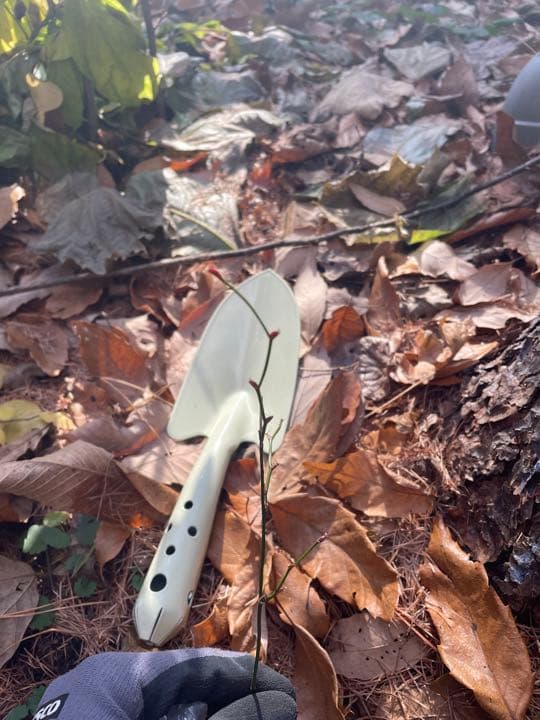 商品確認用・サンキライ