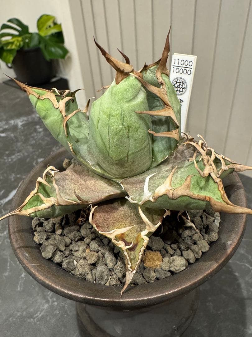 【レア株】アガベ　チタノタ　シチリア　鶴仙園