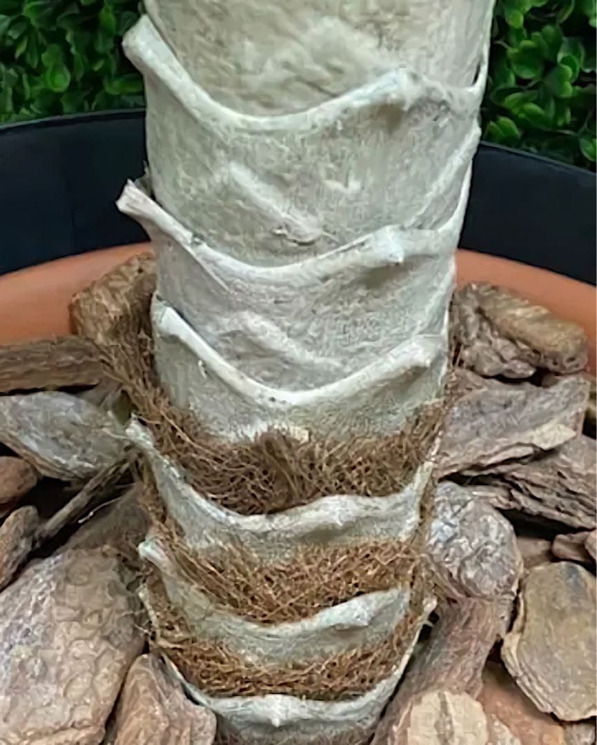 光触媒　人工観葉植物　ウォールグリーン　フェイクグリーン　フェニックス19