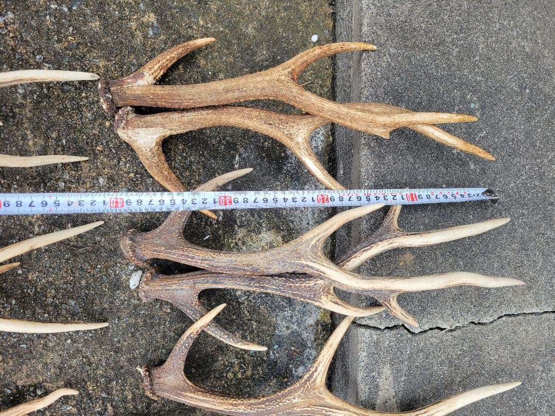 ★兵庫県北部産★鹿角 70本まとめ売り★